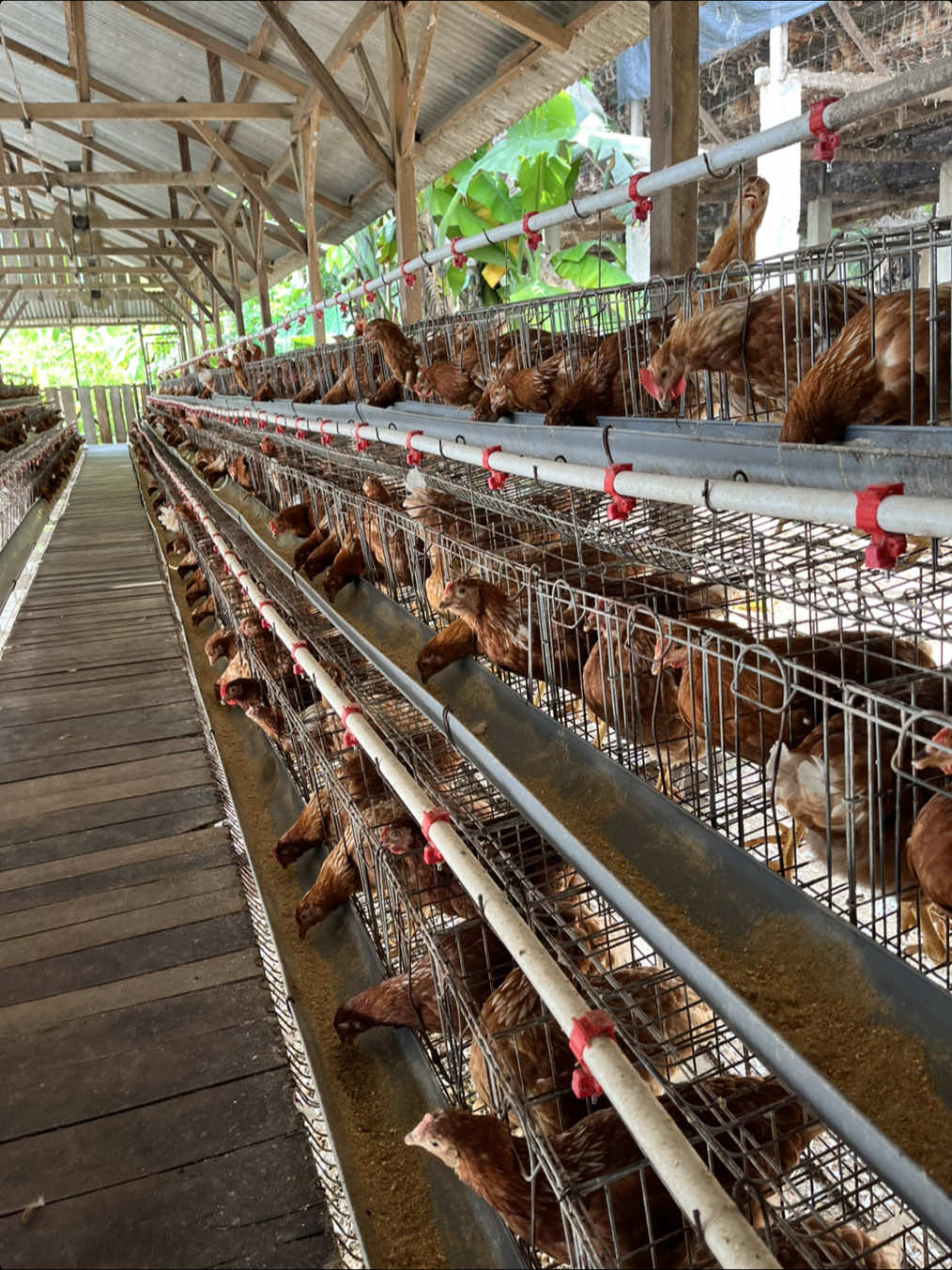 nikmati setiap prosesnya dan jangan lupa bersyukur 🤲🏻🐣🌱#fyp #telur #makanbergizigratis #ayampetelur #peternakmilenial 