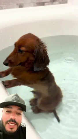 🤣🐶 Este perrito descubrió cómo respirar bajo el agua con burbujas… ¡El verdadero buzo de la bañera! 😂💨 #P#PerritoViralH#HumorTikTokB#BurbujasA#AnimalesGraciososParaTi
