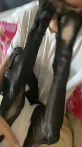 Needy doggy⁉️ :))