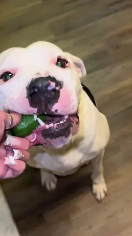 Ever since we found out our dogs like cucumbers.. we buy them at the store specifically for them 😂 #PetsOfTikTok 