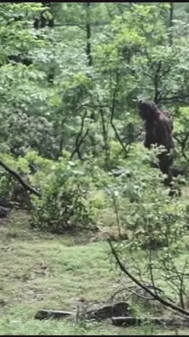 Female Bigfoot with Baby Hanging on its Back Captured on Trail Camera!#Bigfoot #FemaleBigfoot