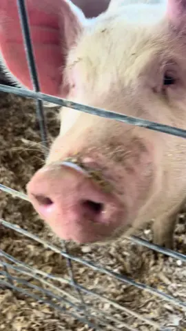 #willcountyfair #fyp #animallover #animals #animalsoftiktok #farmlife #farmtok #countyfair #pig #piggy