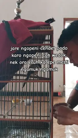 weono solusi ben ora ngamuk'an #cendet #cendetmaniaindonesia #cendetjatim #fyp #foryou 