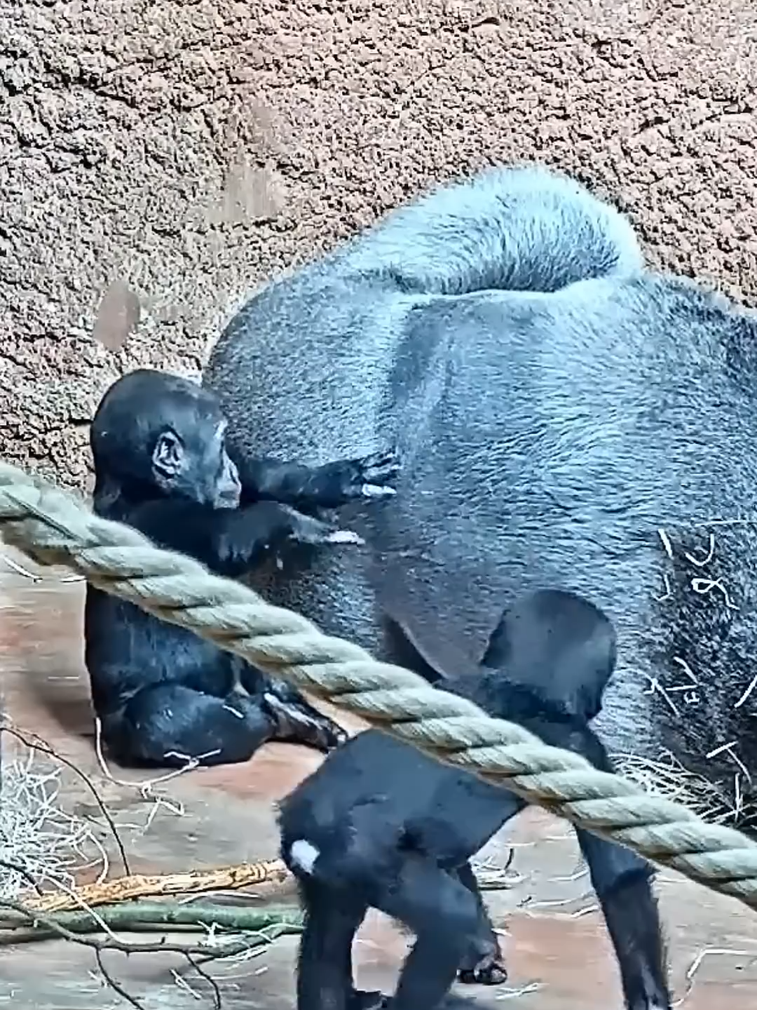 Mobi’s Sweet Massage for Silverback Dad