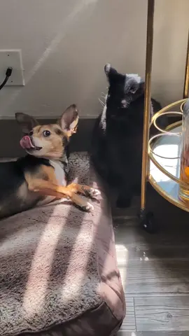 They were going at it 😺🐶 #dogandcatfight #dogandcat #catanddog #catanddoglove #catanddogrelationships 