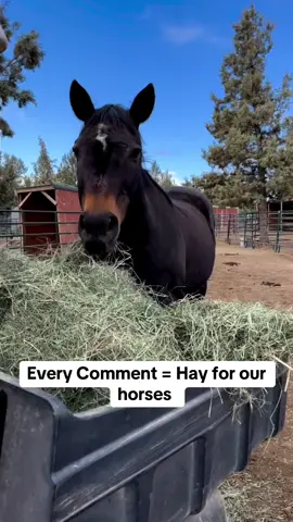 EMERGENCY FUNDRAISER!  Our horses need us NOW! We’re facing a critical shortage of funds for hay and vet bills. Can you help? We’re $1400 short and every bit counts! 🙏 Donate now and help us keep these beautiful horses safe and healthy. Link in bio