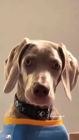 When you purposely make your dog mad 😅#foryou #dogsoftiktok #fyp #dog #funnyvideos #usa #dramatic #foryoupage 
