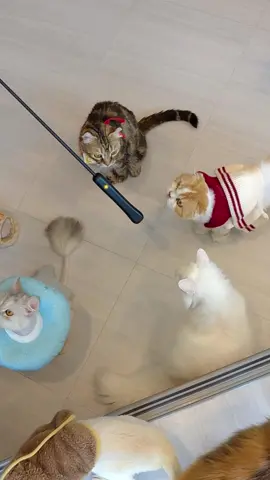 🆕 ของเล่นแมวไฮเทคใหม่ล่าสุดที่แมวไม่แค่ “ชอบ”… แต่ หลงหนักมาก! 😻 Lumiwhisker ไม้ตกแมวสุดล้ำ แสงใยแก้ว จับได้จริง เล่นแล้วไม่เครียด ไม่อันตราย ✓ เบา ถนัดมือ เล่นได้นาน ✓ ชาร์จได้ทั้ง Solar ☀️ และ USB-C 🔌 ✓ แบตปลอดภัย สายไฟยืดหยุ่นสุด ๆ ❗ของมีจำนวนจำกัด ได้ก่อนใครแมวอ้อนทันที 🐾 #kafbo #lumiwhisker #lumiwhiskerbykafbo #cattoys #ของเล่นแมว #ไม้ตกแมวสุดล้ำ