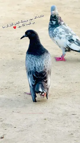 چپڑا بچہ ❤️🔥#pigeonlovers #niazibhai #apnashoq #fullforyou❤ #fullforyou❤ 
