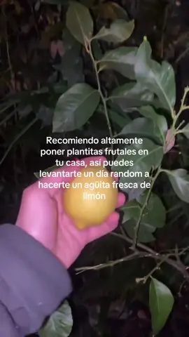 🍋💛  #huerto #huertoencasa #huertourbano #huertocasero #huertoorganico 