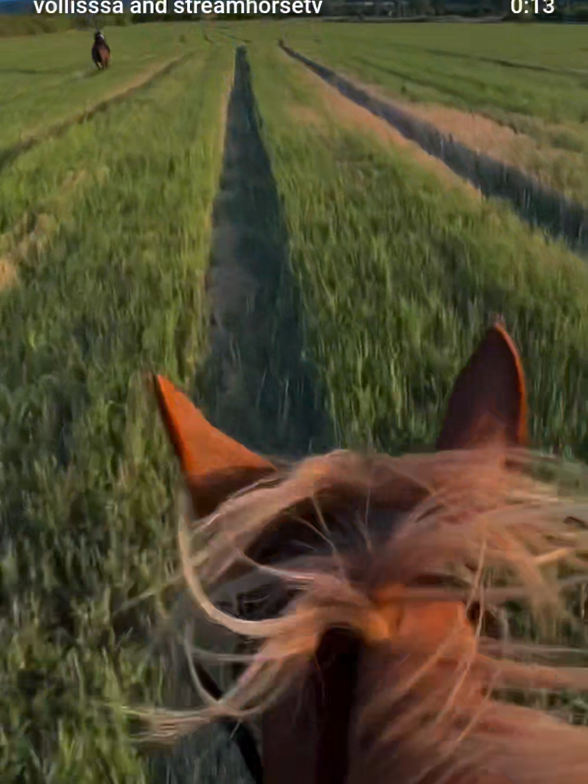 my life ❤️ 🥰🎥 @vollisssa  #horselove #horse #horsepower #sunset #pov 