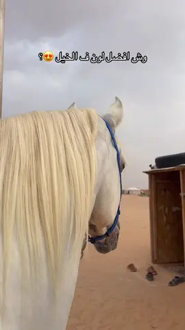 وعيل ماشاءالله #الخرج #حصان_جزيري #خيل_وخياله🐎 #وعيل #حصان_عربي 