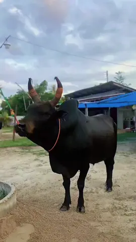 พร้อมแล้วคับ💯 #ดุกด้างพยัคฆ์ภูผา_ใอ้ดุก🤡 #ค่ายโคน้องอิงฟ้านิคมรัตภูมิ #สู้เค้าเรายังหนุ่ม✌️ #สนามชนโคสิงหนคร #รัตภูมิ 