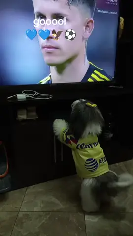 #shihtzu @Club América 💛💙🦅⚽