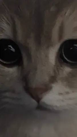 🐱 #fyp #cat #catsoftiktok 
