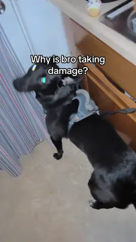 I was just trolling him by faking trying to open the door as you can see he does not like it 