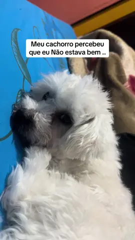 Meu cachorro percebeu que eu não estava bem .. #fypシ゚ #fyyyyyyyyyyyyyyyy #Vlog #cachorros #vaiprofycarambaaaaa 