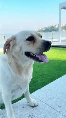 Perfect length: When paws touch floors without click-clack sounds! #catpick #pawtrimmer #dogclippers #dognails 