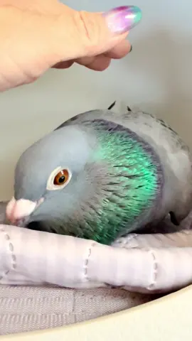 Cuddly pigeon💕 産卵前に甘えるはとのちゃん💕 どの瞬間が好き？コメントで教えてね✨ Which moment was your favorite? Tell me in the comments  普通の公園にいる鳩さんは飼えないのですがカワラバトの中でもレース鳩という人に育成された家禽の種類は飼えるんです★脚環が付いているかどうかで判断します #鳩のはとのちゃん #鳩　#pigeon  #birb  #HatonoThePigeon