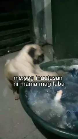 me: kapag tinatamad tas inutusan pa😭  #tamadmaglaba #laba #labandera #dog #iyaktawa 