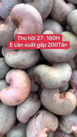 Giá điều hôm nay#giá_hạt_điều #thumuađiều #Chuyêncungcấpđiều #xuhuong 