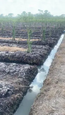 Otw UMR Jepang 🫢🤲🏻 #tecno_tani  #fyp  #panaba  #buahnaga  #petanimuda 