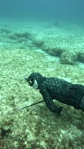 nombak ikan di dalam laut #spearfishing #ikan #nombak ikan