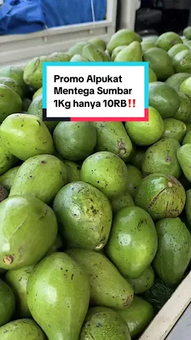 Promo Alpukat Mentega Sumbar Termurah di Pekanbaru‼️ 1Kg hanya 10RB🤩 #alpukat #avocado #jjcapcut #alpukatkocok #mahkotafruits 