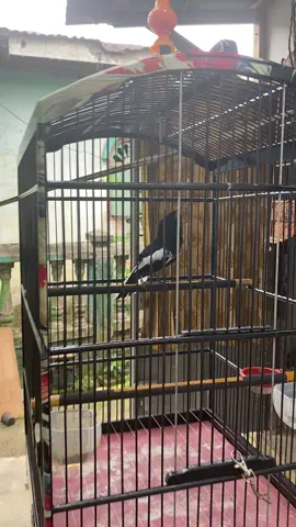 Pesona burung terasan#kacermania #kacer #hobyburungberkicau #fyp #fyp 