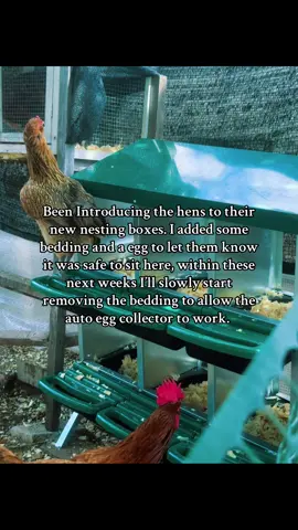 Introducing my hens to the new nesting boxes.  We’re trying this technique to make them feel safe around the new equipment. #garveetechstore #garveetech #hippychickfarms #garvee #ClimaQuenteCabeçaFria 