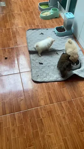 แม่จัดการเอง มาจิคลีนสำหรับสัตว์เลี้ยง ช่วยขจัดคราบ+สลายกลิ่นได้ทันที”#น้ํายาถูพื้น #ปอมเมอเรเนียน #สัตว์เลี้ยงtiktok #รีวิวของดีบอกต่อ #ของมันต้องมี 