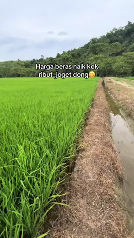 #inidia#ygkita#tunggu#tunggu#masabejayanyapetani😀