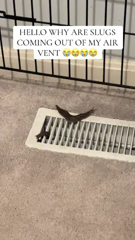 This was not in the home owning manual 🫣😭😭😭😭 #fyp #homeownership #slugs 