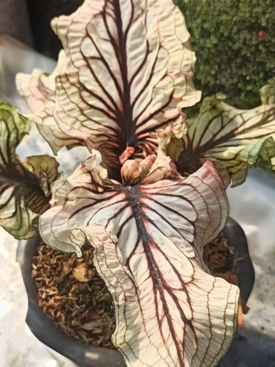 SOLD ❗❗❗ UNICRON  Yang mau tanya harga silahkan DM ✨ #caladium #caladiumlovers #caladiumplants #caladiumthailand #fyppppppppppppppppppppppp 
