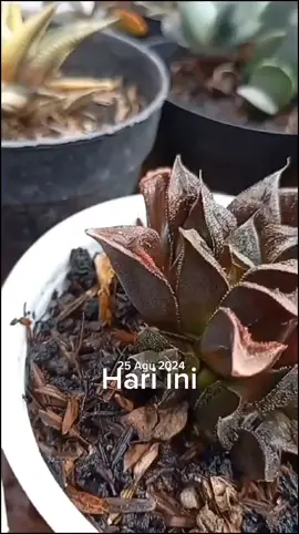#padahariini dah setaun g beli tanaman ..