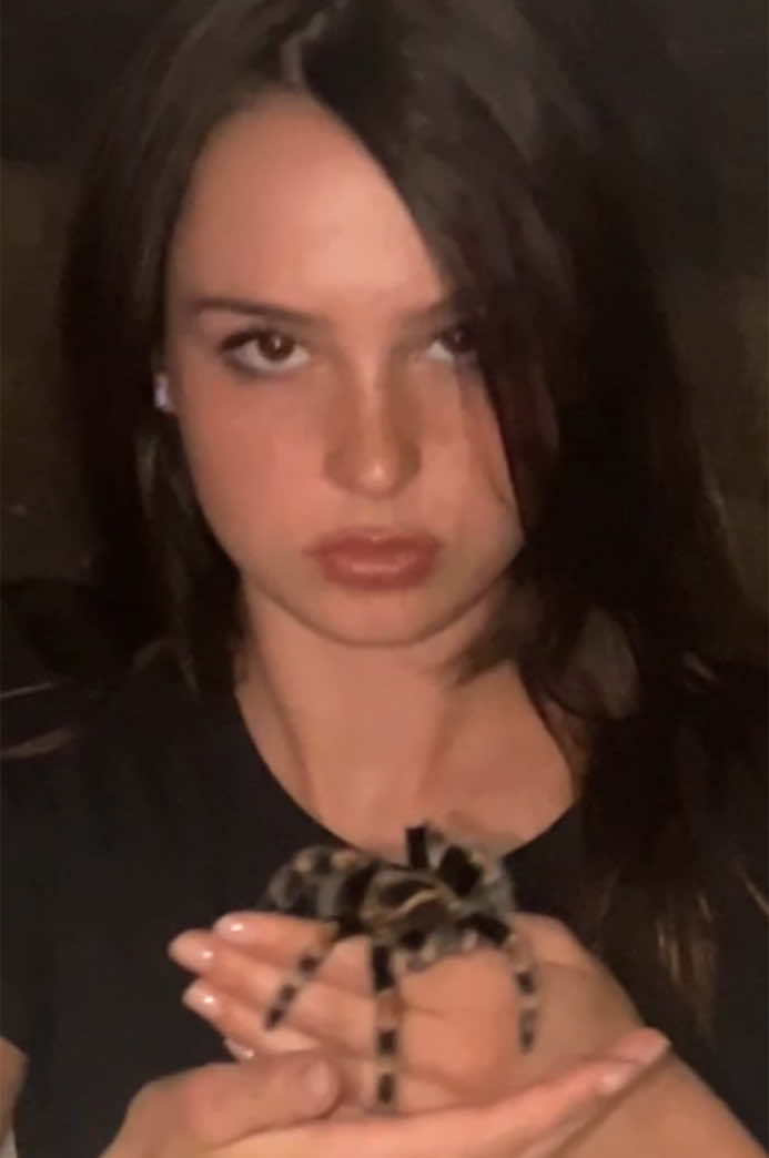 me cozy with sweet tarantula named phobia 