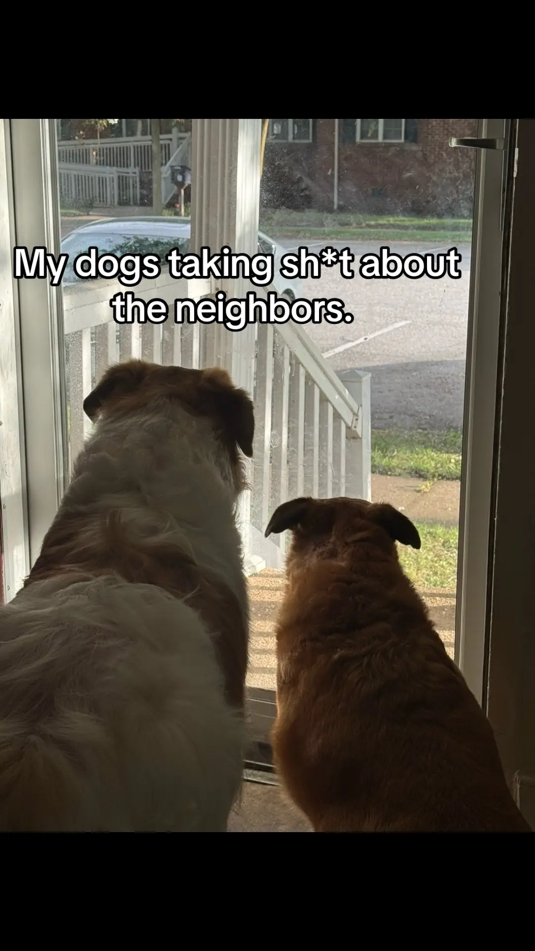#noseyneighbor #noseydogs #shelterdog 