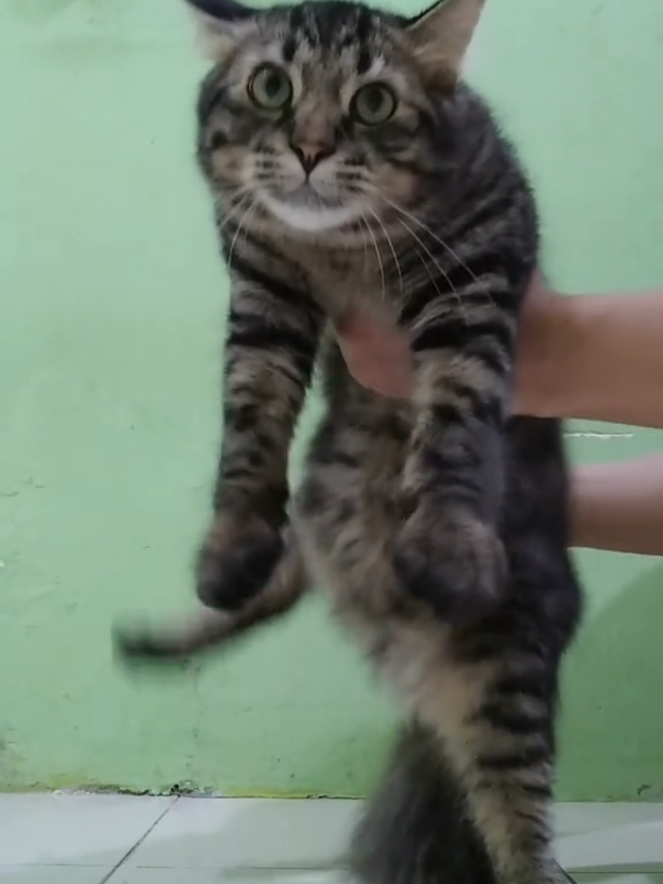 Mibi ikutan trend 😽😽 #fypシ゚ #kucing #engkol #kucingtiktok #kucinglucu 