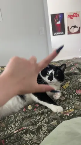 she loves me i swear #foryoupage #fyp #cat 