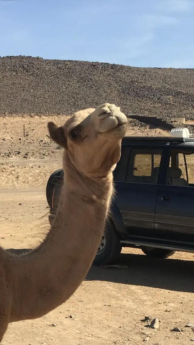 #هجن #هجن_تبوك #تبوك 