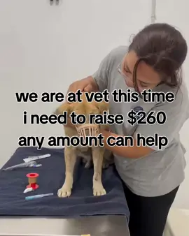 Can you help us help Bobby? ❤️‍🩹 Bobby’s family called us for help for him after they found our contact details through a friend.  They were very worried that their beloved eight year old Bobby might have been poisoned as he suddenly became very sick, weak and refused food. We rushed to his rescue and admitted him instantly to a clinic which his family was very grateful for. Here the vets connected him immediately to the IV line for stabilization while conducting all necessary testings. Thankfully poisoning could be ruled out but it was discovered that Bobby suffers from a severe parasitic blood infection. This is transmitted to dogs by a tick. The parasite thrives in the red blood cells and when an infected parasite taps onto a dog, the infection is spread and passes on as they move and feed from one dog to the next. The red blood cells are targeted and these are the cells which carry the oxygen in the bloodstream.  Symptoms include loss of appetite, tiredness, weakness, pale gums, depression, weight loss, fever, vomit, diarrhea, blindness and paralysis. In serious cases the red blood count level (PCV) drops to a life threatening stage. Blood parasite is a silent killer. Undiagnosed and untreated it leads to organ failure and therefore to death.  Bobby is now hospitalized to receive the medical treatment that he needs to help him recover.  If you can find it in your heart to support us with his medical costs, donations for Bobby are gratefully received through the link in our bio or via our donate highlight button. Please note ‚Bobby‘ on your transfer for us to be able to direct your donations towards him at the vet clinic. From Bobby, his family and us, thank you so much. It is only in togetherness that we can help them who have no one else to rely on. 🙏🏻