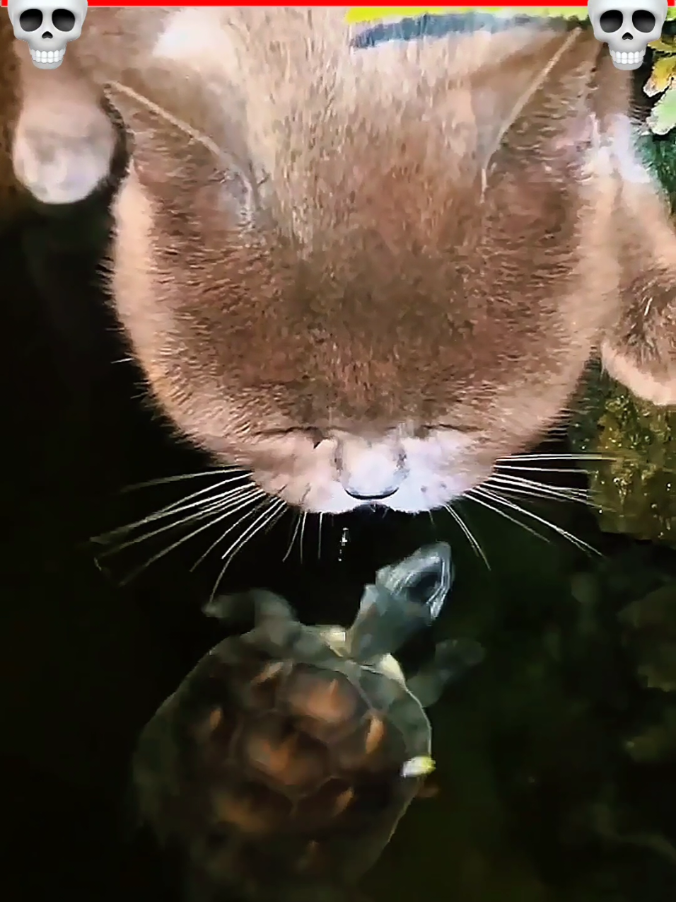 Membalas @ahmedalkaf32Cats' Reflex Compilation ⚡😼 #catreflexes #catcompilation #kucinglucu #kucingtiktok #fyp 