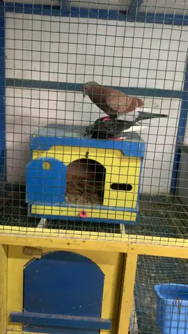 #merpatikolongwonosobo #kenwood #newrampok #foryou 