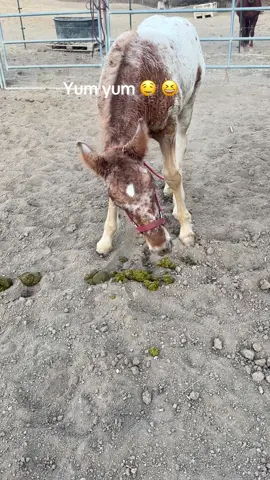 #eatingshit #foalsoftiktok #nasty #necessary #gypsian 
