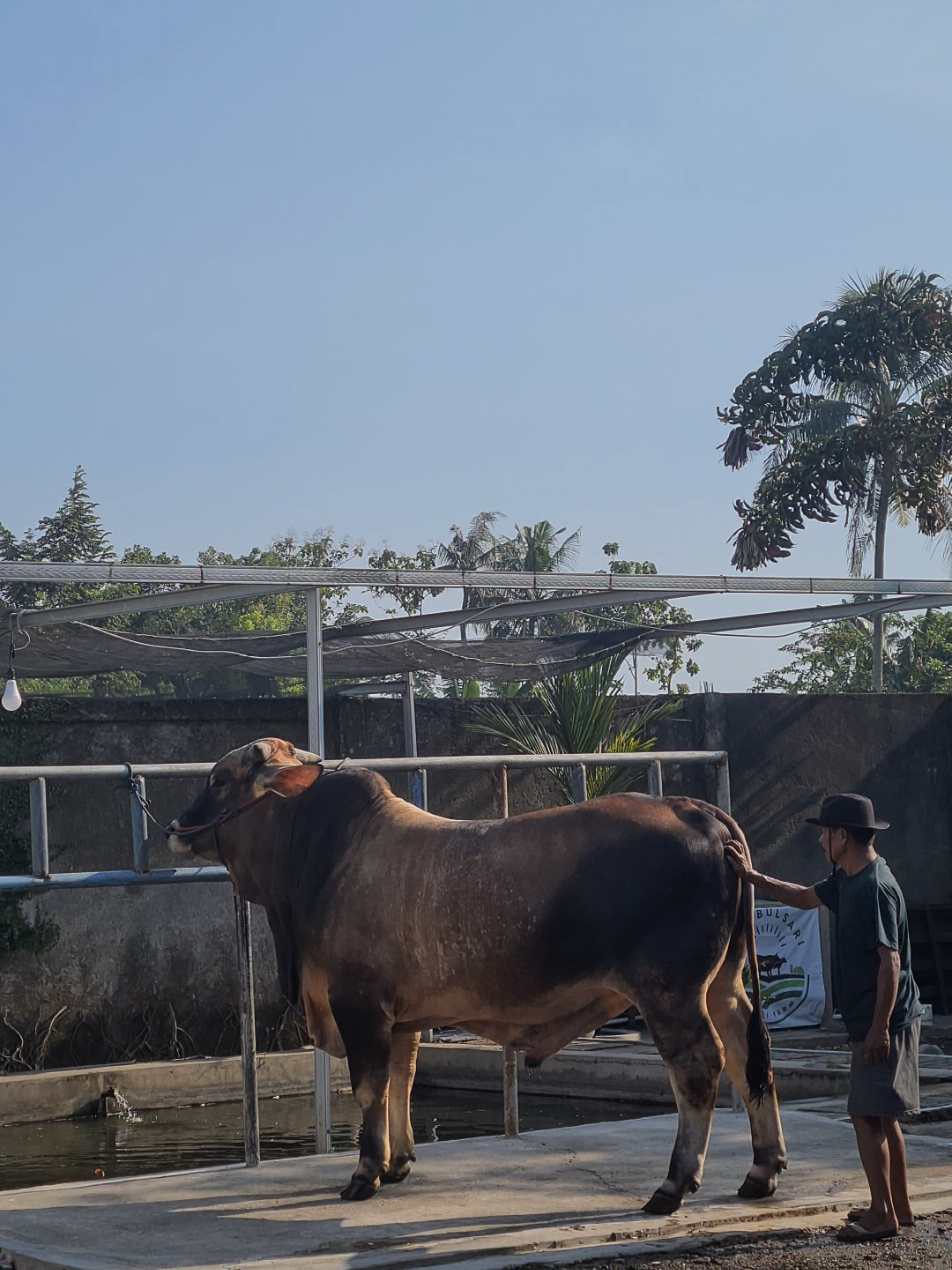 Setelah 11 Bulan. #sapijumbo #sapibrahman #peternaksapiindonesia #sapibanyuwangi #sapijember 