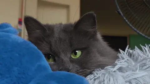 green eyes 💚 #cat #fyp #eyes #kitty #cute #viralvideos #fluffy