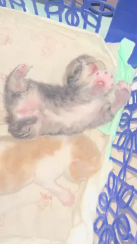 Hari ke 8, tidur mulai banyak gaya🤏🏻#anabul #fyp #kucing #trend #bayikucing 