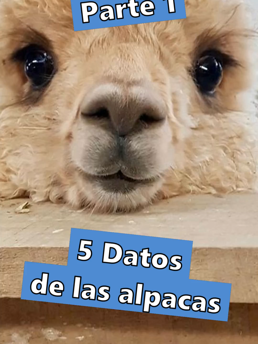 ¿Por qué soy una alpaca? #alpacaquehabla #libertarismo #politica #libertad #latam #latino #mexico #colombia #chiletiktok #argentina🇦🇷 #venezuela🇻🇪 #peru🇵🇪 #uruguay #ecuador🇪🇨 #paraguay #bolivia #españa #foryoupage #limaperú #fyp #viral #alpacas #llamas #animales #pet