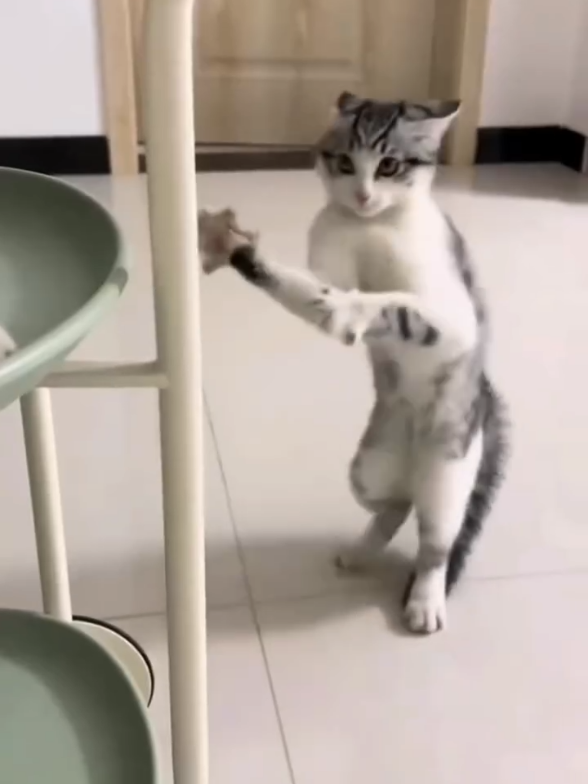 mahluk random paling lucu 😭#kucing #kucingrandom #kucingtiktok #kucinglucu #catlover 