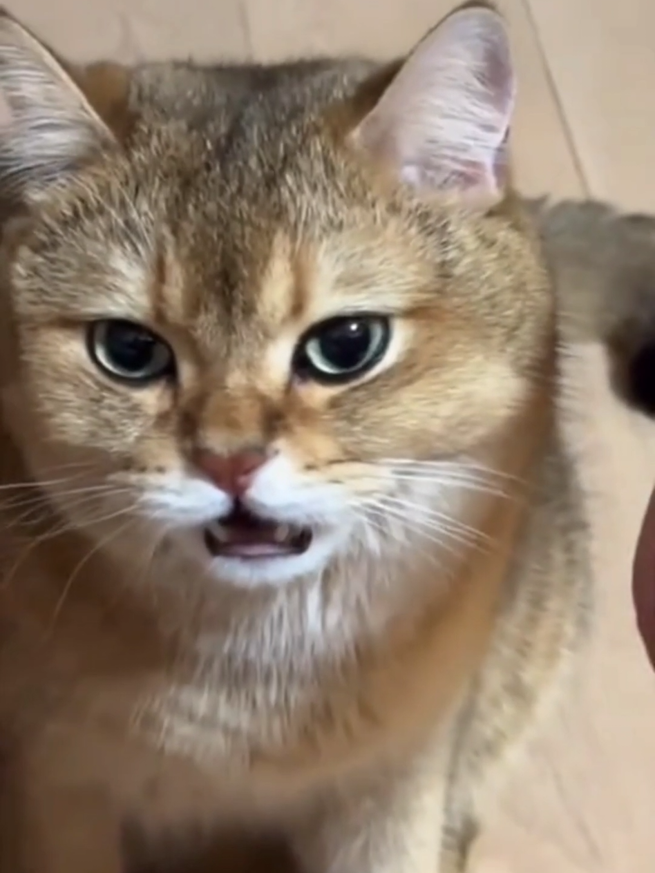 #cat #cute #catvideo #cutecat #funny 
